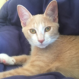 マンチカンのハッピーちゃん♀です☆