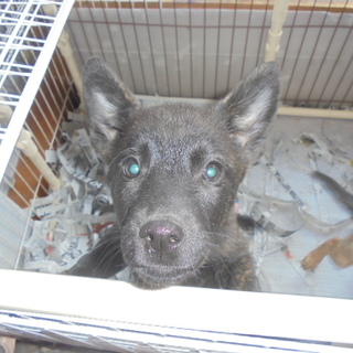 甲斐犬のミックス犬