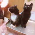可愛い白黒ちゃんと黒猫ちゃん