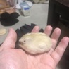 黒たま白たま
