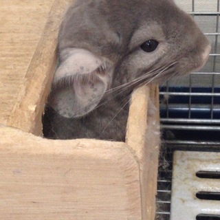 里親さん募集しております