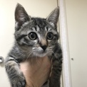 子猫里親募集