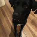 黒ラブ風 MIX犬 お利口さん 里親 募集します。