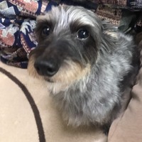 Dearサルビッシュ