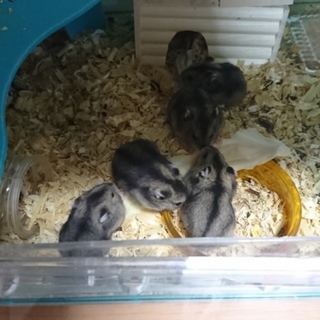 ジャンガリアンハムスターの里親募集