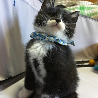 天然タキシード男子【ハルキ】