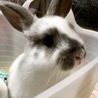 10/28生まれの子ウサギ サムネイル5
