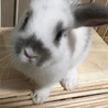 10/28生まれの子ウサギ サムネイル3