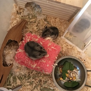 ジャンガリアンの里親募集