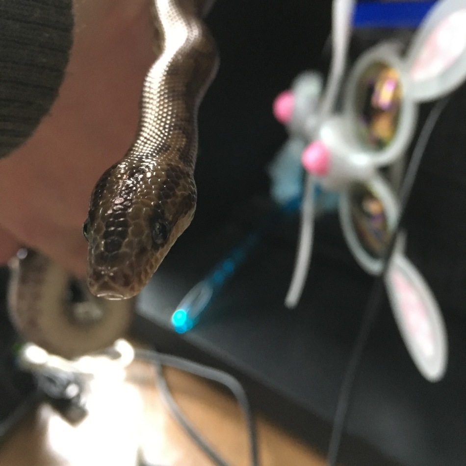 コロンビアレインボーボアのカバー写真