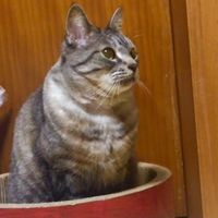 モミジ