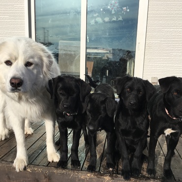 保護犬4匹 ＆ロワ