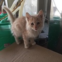 子猫の募集。7～8月生まれです。