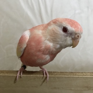 応募多数の為 一旦停止します