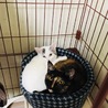 狭くない？