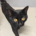人なつこい猫の里親募集中です