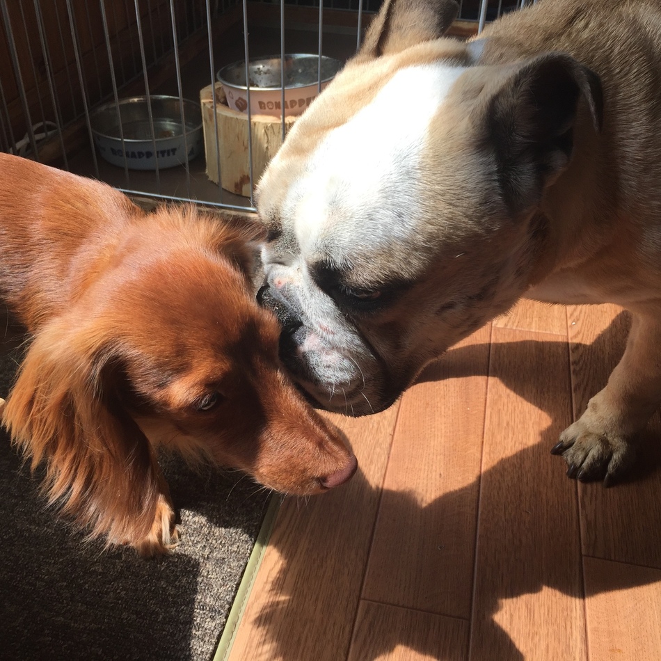 ラブのカバー写真