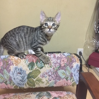 キジトラ兄弟