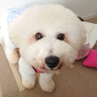 元気で人懐っこいくもたん君