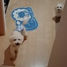 元気で人懐っこいくもたん君 サムネイル4