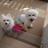 元気で人懐っこいくもたん君 サムネイル5