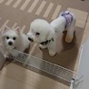 元気で人懐っこいくもたん君 サムネイル6