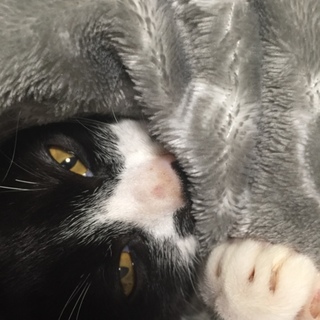 緊急！再々募集！子猫ハチワレ、保護。