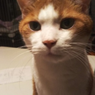 なんでも食べたがる子