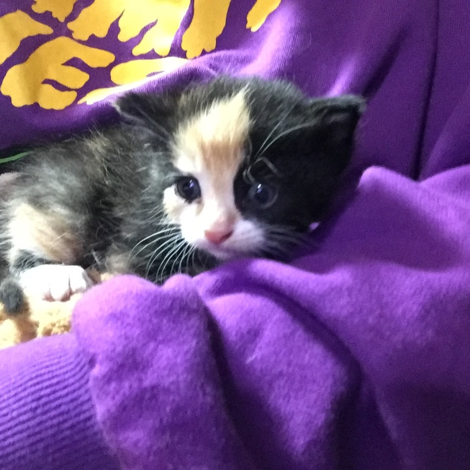 こまちのカバー写真