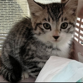 ルナちゃん。岡崎市で里親さん募集