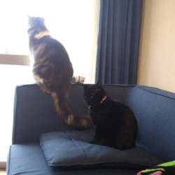 「ジジ君 1ヶ月 16日」サムネイル3