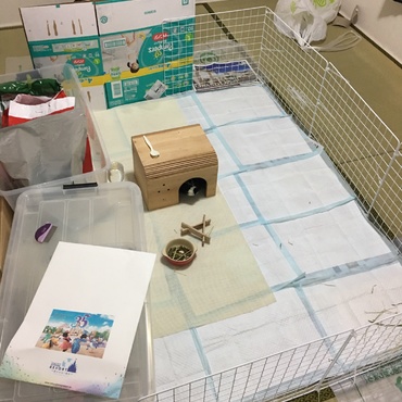12月8日衣装ケースからモルモット用の部屋へ引っ越し