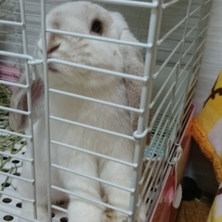 うさぎの里親様募集