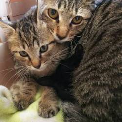 愛知県蒲郡市で猫の譲渡会！