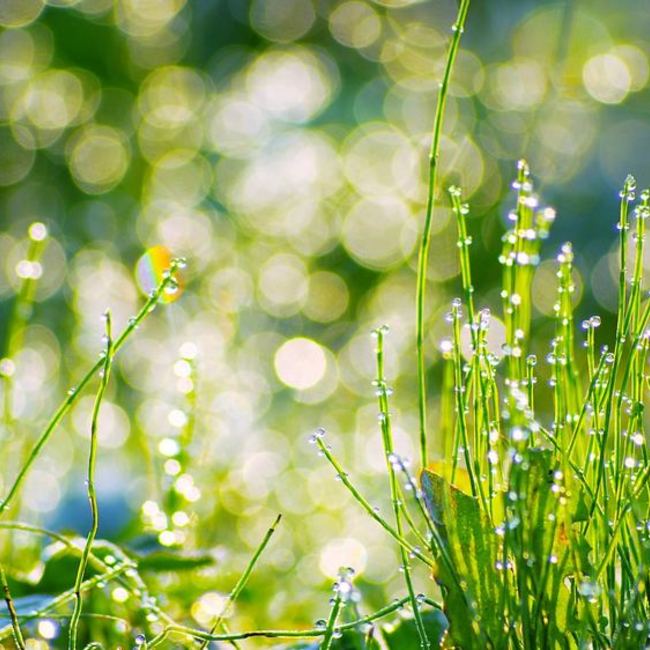 ブルー☆ルリアンのカバー写真