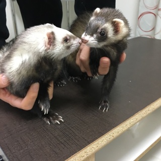 女の子2匹です。宜しくお願いします。