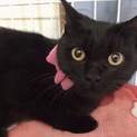 ☆フッカフカ真ん丸の黒猫あいちゃん♀☆