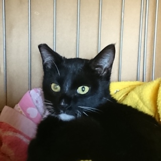 立派な白髭の黒猫「リース」くん