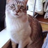 トト