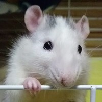 ダルビッシュ(通称:ダル君)