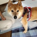 保護された柴犬の里親・フォスターを探しています。