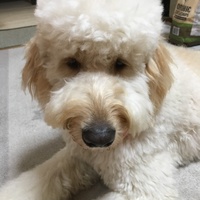 ヨシダ ミント