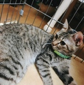 まだ1歳のかわいい猫ちゃんです ♪