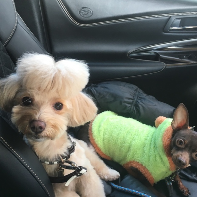 姫ちゃんと一緒のカバー写真