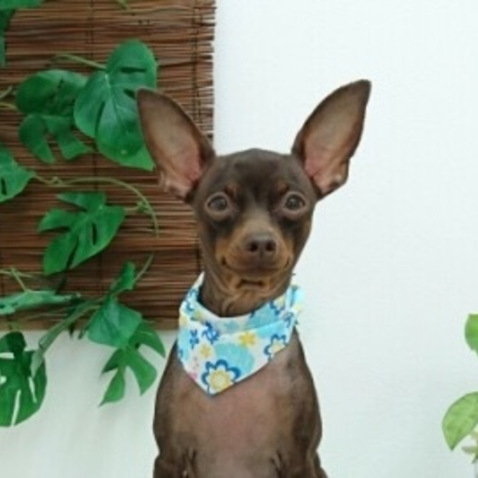 ナイトのカバー写真