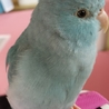 もちぷよ