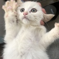 神秘的な白猫 子猫 雌 生後約1ヶ月