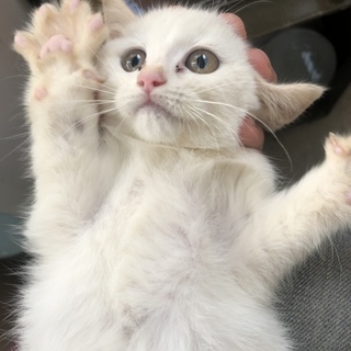 神秘的な白猫 子猫 雌 生後約1ヶ月