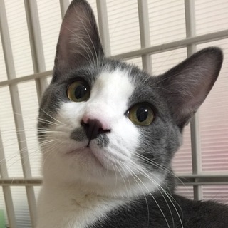 個性で勝負気のいいグレーヴス