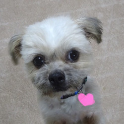 アグリドッグレスキュー譲渡会 サムネイル2